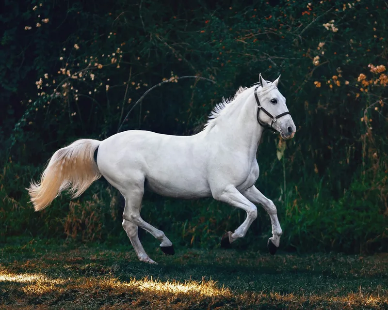 Cavalo