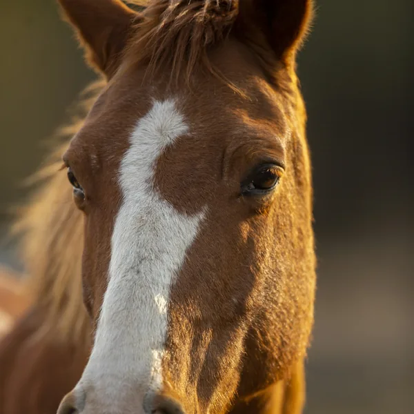 Cavalo