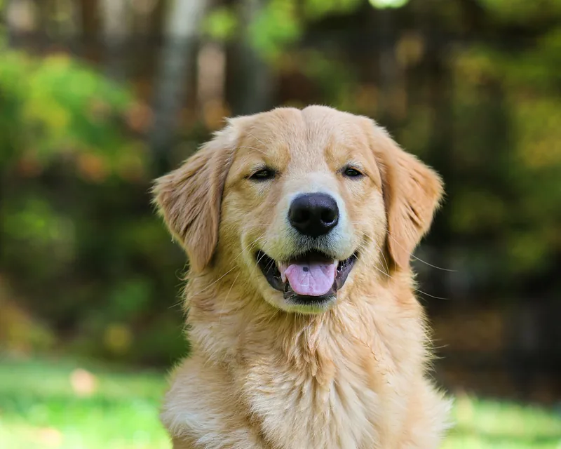 Cão golden retriever